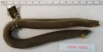 Epicrionops petersi, голотип