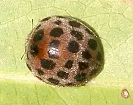 Epilachna vigintioctopunctata1