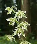 Epipactis x schulzei (Epipactis helleborine × purpurata) — верхушка соцветия