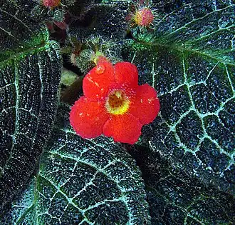 Episcia cupreata
