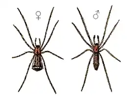 Episinus truncatus