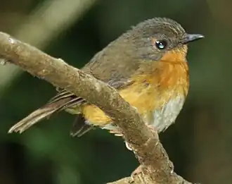 Угандийский акалат