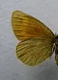 Erebia claudina  нижняя