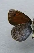 Erebia nivalis  нижняя