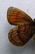 Erebia stirius  нижняя