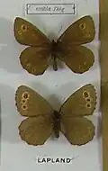 Erebia embla