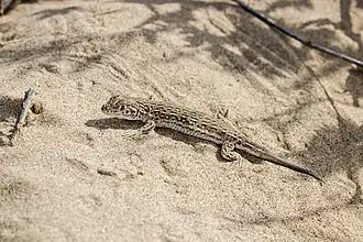 Средняя ящурка с отросшим хвостом