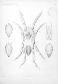 Halacarus ctenopus