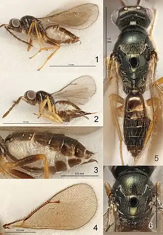 E. eleagnis (1), E. decoris (3),  E. fenestris (5), Eriastichus sp. (2,4,6)