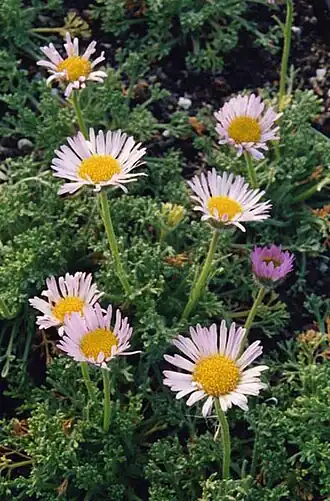 Цветущий Erigeron trifidus