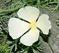 Eschscholzia californica, культивар с белыми цветками