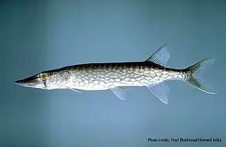 Esox niger