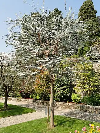 Eucalyptus pulverulenta