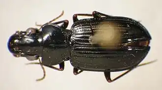 Eucamaragnathus batesii