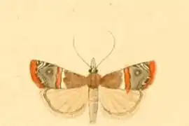 Euchromius ramburiellus