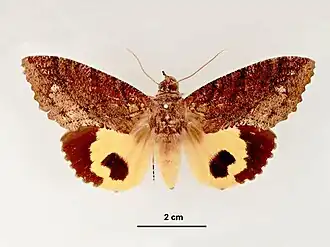 Бабочка Eudocima jordani