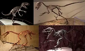 1-й ряд: Utahraptor ostrommaysi и Deinonychus antirrhopus;2-й ряд: Velociraptor mongoliensis и Bambiraptor feinbergi.