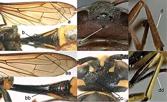 Снизу&nbsp;— Pseumenes depressus (aa–dd)