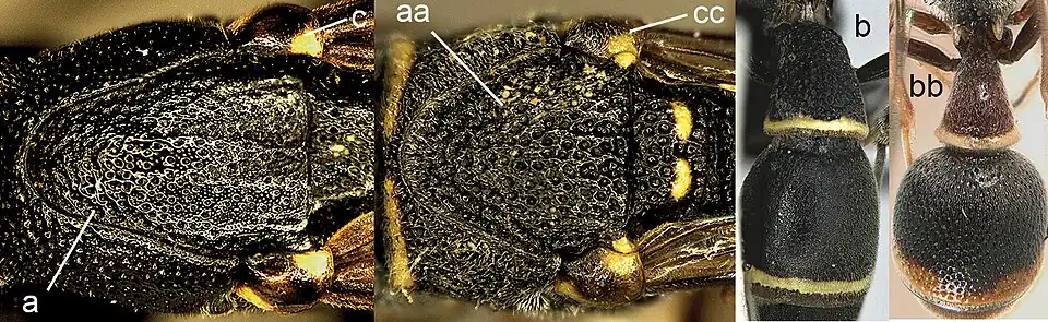 Мезосома (a, c, aa, cc) и метасома (b, bb). Leptomicrodynerus tieshengi (a–c); Cyrtolabulus suavis (aa, cc), Cyrtolabulus exiguus (bb)
