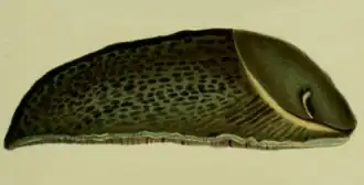 Одноцветная форма