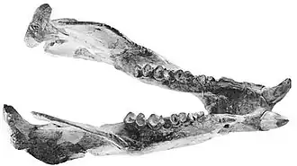 Нижняя челюсть Euowenia grata