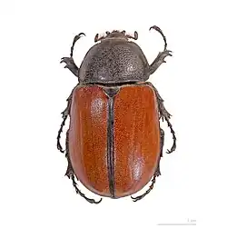 Самка Eupatorus gracillicornis