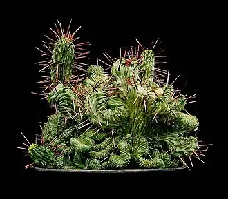 Общий вид растения