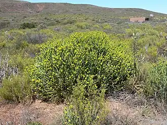 Euphorbia mauritanica у водопада Ньювудвилл