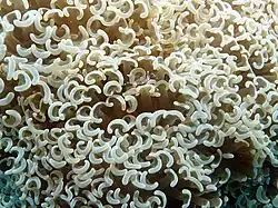 Euphyllia ancora