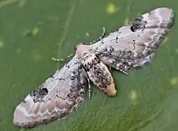 Eupithecia centaureata(Larentiinae)