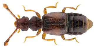 Euplectus sanguineus