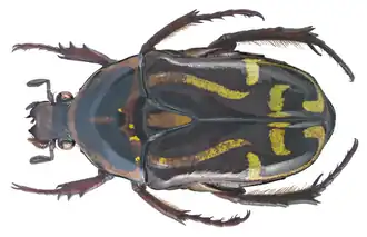 Eupoecila australasiae