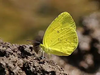 Eurema