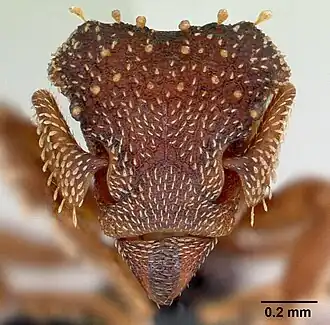 Муравей Eurhopalothrix bolaui