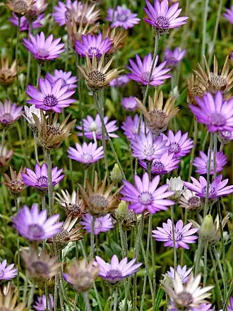 Сухоцвет однолетний