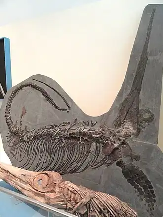 Окаменелый скелет (Королевский музей Онтарио)