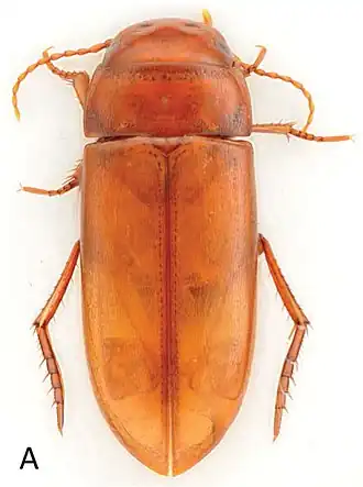 Exocelina australis