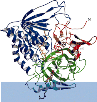 Ленточная диаграмма ETF-дегидрогеназы. Каждый функциональный домен покрашен своим цветом. Голубой полоской обозначена внутренняя мембрана митохондрии.
