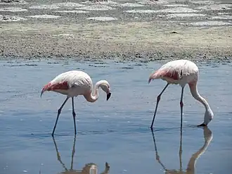 На озере Чаха