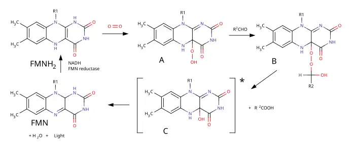 Механизм биолюминесценции бактерий:1. К молекуле FMNH2 присоединяется молекула кислорода с образованием гидропероксида A2. Гидропероксид A реагирует с альдегидом, образуя пероксиполуацеталь B3. Пероксиполуацеталь B претерпевает перегруппировку Байера-Вилигера с образованием карбоновой кислоты и эмиттера C&nbsp;— 4а-гидрокси-5-гидрофлавинмононуклеотида в возбуждённом состоянии4. Эмиттер C испускает квант света и отщепляет молекулу воды, образуя флавинмононуклеотид5. Флавинмононуклеотид FMN восстанавливается NADH до исходного FMN при катализе NAD(F) H: FMN-оксидоредуктазой