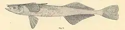 Remora osteochir