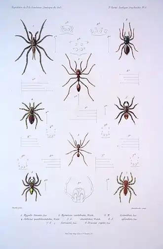 Сходные с муравьями пауки Myrmecium latreillei (№ 3) и Myrmecium vertebratum (№ 2)