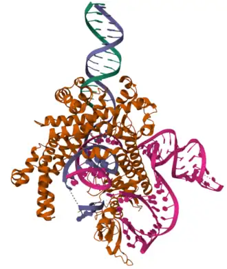 Структура Fanzor, выделенного из Spizellomyces punctatus (SpuFz), в комплексе с омега-РНК и целевой ДНК