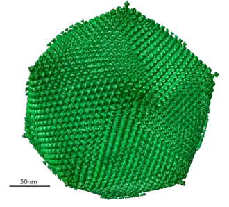 Гигантские вирусы22 января 2019