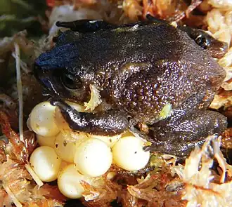 Самка с икрой