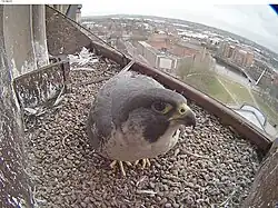 Самка сокола-сапсана на гнездовой платформе в башне