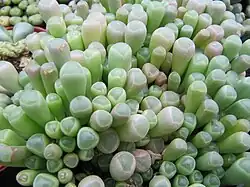 Fenestraria rhopalophylla