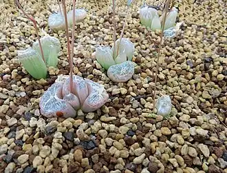 Bulbine mesembryanthemoides