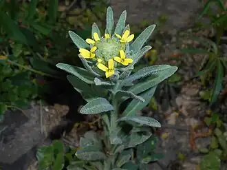 Фибигия щитовидная (Fibigia clypeata)