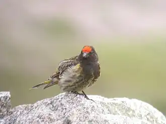 Корольковый вьюрок